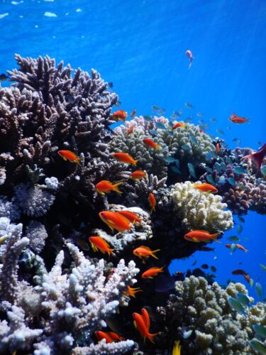 שונית האלמוגים במפרץ אילת. צילום: פרופ' מעוז פיין, אוניברסיטת בר אילן