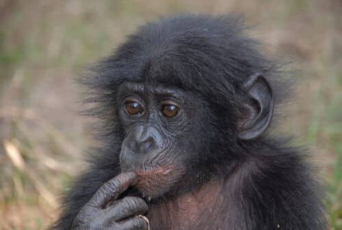 שימפנזה צעיר, צלם: Pierre-Fidenci, ויקימדיה.