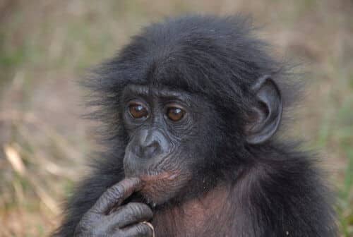 Young chimpanzee, photographer: Pierre-Fidenci, Wikimedia.