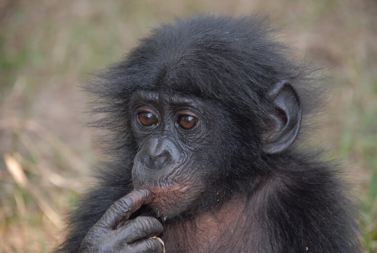 Young chimpanzee, photographer: Pierre-Fidenci, Wikimedia