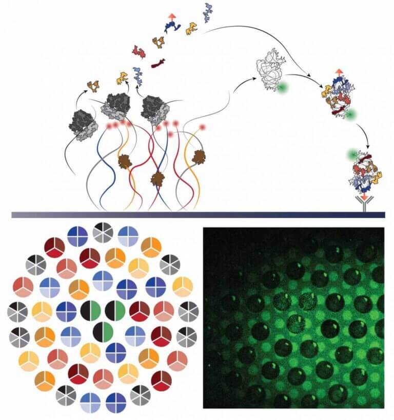 Imaging the self-assembly process: the production of proteins and ribosomal RNA from synthetic DNA strands on a chip leads to the self-assembly of a new ribosome subunit - also on the chip. Bottom left: imaging of DNA strands clustered in several dense brushes in the form of circles, right: fluorescence imaging of subunit cascades formed at the end of the assembly process. Prof. Roy Bar-Ziv, Weizmann Institute