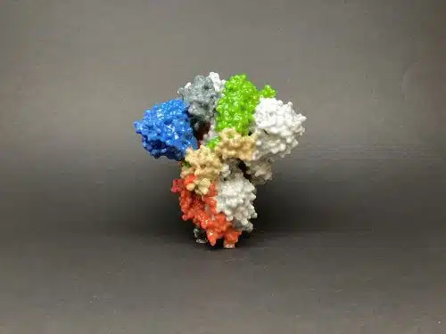 The innovative RNA vaccine provides the body with the instructions to produce the spike proteins of the corona virus. This protein provides the immune system with an initial and safe introduction to the virus [Image source: NIH]