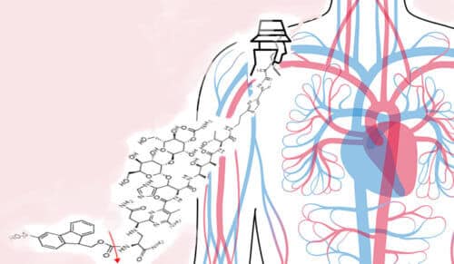 Introducing a "prodrug" into the body. From the scientific article. Courtesy of the Weizmann Institute