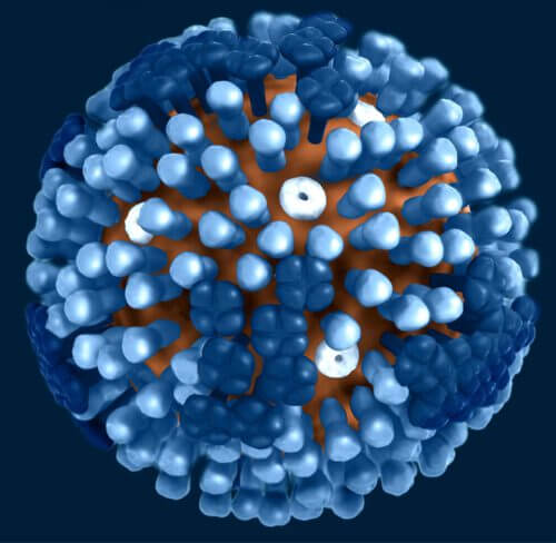 The corona virus. Illustration: Jimpstory