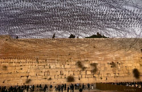 סיסים בכותל. התמונה ממחישה את מסלול טיסתם המדויק של הסיסים, בחשיפה ארוכה ולאור היום, אלפי צילומים באיכות גבוהה חוברו באמצעות אלגוריתם מתמטי לתמונה אחת. צילום: Lothar Schifler