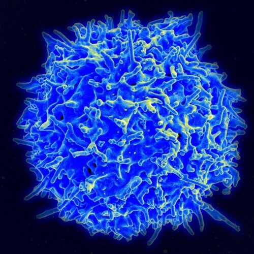 T cell of the immune system. Do these cells work continuously to eliminate cells that threaten to secrete excessive amounts of hormones? The laboratory of Prof. Uri Alon, Weizmann Institute