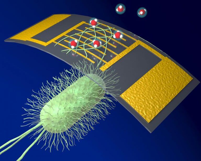 Protein nanowires (greenish) derived from the bacterium Geobacter (background) are between electrodes (gold) creating a bioelectronic detector used to detect biomolecules (red). [Courtesy: UMass Amherst/Yao lab]