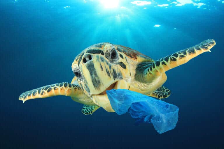 A sea turtle swallows a plastic bag. Illustration: shutterstock