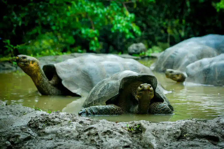 Tortoises on San Cristóbal Island in the Galapagos Islands. Photo: shutterstock
