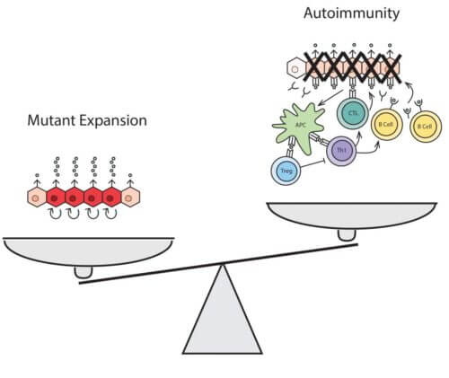 On the scales of evolution: the risk of developing autoimmune diseases manifested in the undersecretion of hormones (on the right) versus the risk of developing diseases manifested in the oversecretion of hormones (on the left). The laboratory of Prof. Uri Alon, Weizmann Institute