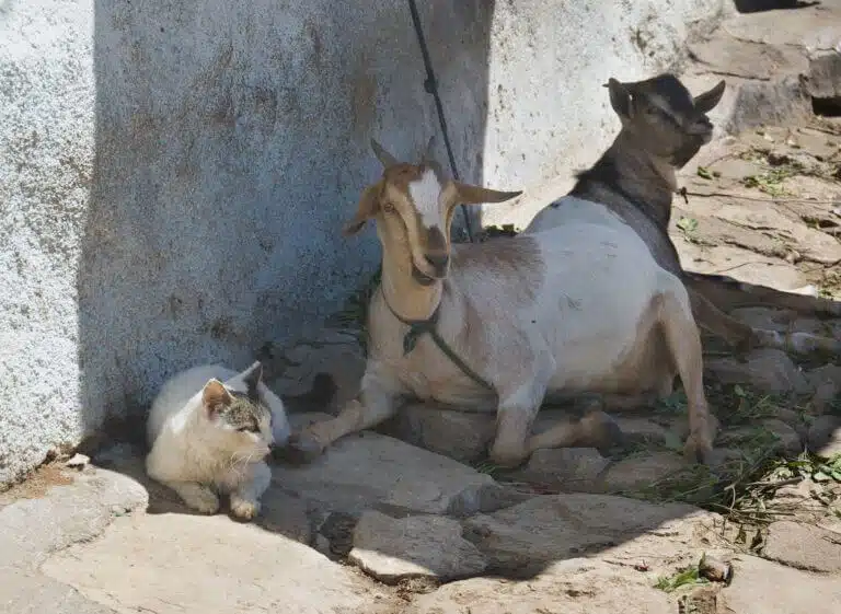 A goat and a cat seek shade together in Harar, Eastern Ethiopia. From Wikipedia