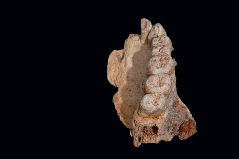 The human jaw from Mycelia Cave. Photo: Israel Hershkovitz, Tel Aviv University