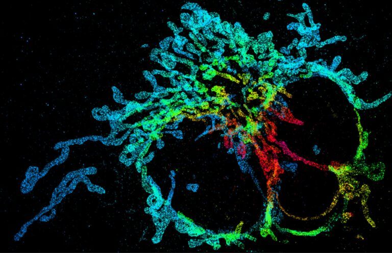 XNUMXD mapping of mitochondria with the new technology (the color symbolizes the depth dimension - different colors represent different depths) Credit: by courtesy of Nature Methods and authors