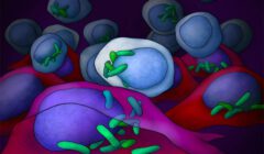 חיידקים (בירוק) מקימים בית בתאי סרטן ומתמקמים בנוחות באיזור גרעין התא. מקור: מכון ויצמן