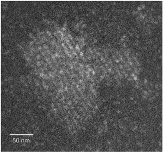 גביש פריטין. צולם במיקרוסקופ אלקטרונים סורק-חודר