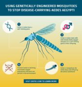 חיסול מפגעי יתושים באמצעות הנדסה גנטית. אינפוגרפיקה
