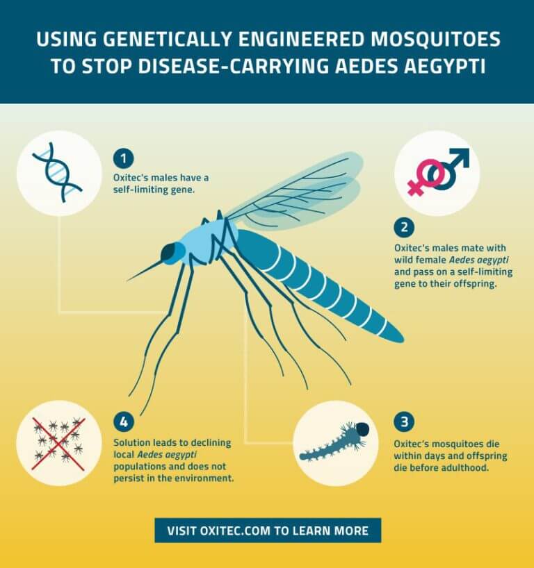 חיסול מפגעי יתושים באמצעות הנדסה גנטית. אינפוגרפיקה