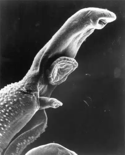 A pair of Bilharzia leeches. The adult male has a kind of groove in his body, where the female lives. Photographed with a scanning electron microscope (Bruce Wetzel and Harry Schaefer Photographers)