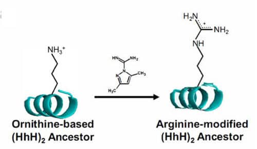 באמצעות תגובה כימית פשוטה, אפשר להמיר את האורניתין שברצף החלבון הקדום בארגינין