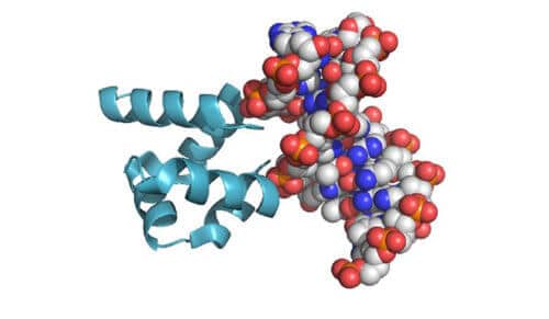 כדי לבחון את ההשערה השתמשו המדענים בחלבון (משמאל, בתכלת) ממשפחת חלבונים הנקשרים לדי-אן-אי (מימין). חלבון זה מורכב משני סלילים המחוברים ברצף קצר של חומצות אמינו