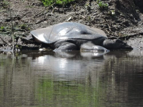 A soft turtle in a purification facility in Birkon. Photo: Gadi Burd, Nahal Yarkon Authority