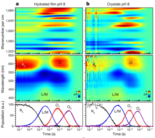 For the first time, the mechanism that creates an electrical pulse in a nerve cell was documented. Prof. Igor Shapiro, Hebrew University