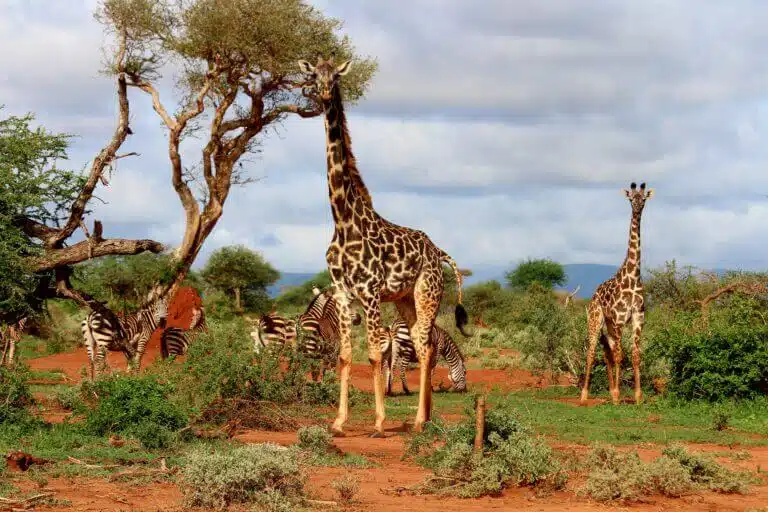 giraffes Seven neck vertebrae. Photo: from JUMPSTORY