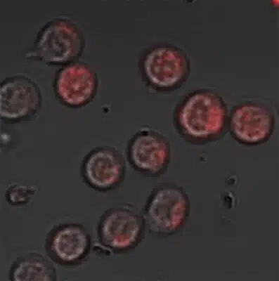 خلايا الفأر التائية التي تحتوي على فقاعات نانوية (حمراء) يفرزها الكائن الثنائي