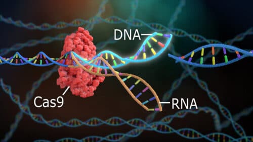 Gene editing using Crispr Cas-9. Illustration: shutterstock