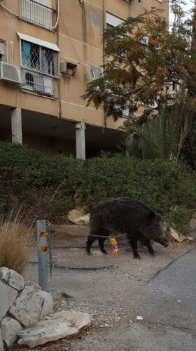חזיר בר מנסה לעבור מחסום לכלי רכב בבית משותף בחיפה. צילום: Evgeny Pylayev, shutterstock