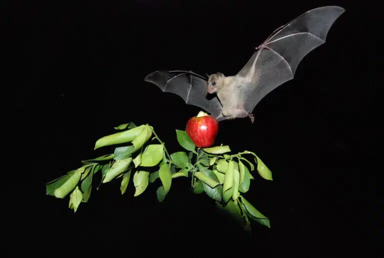 Fruit bat. Photo: Prof. Yossi Yuval, Tel Aviv University