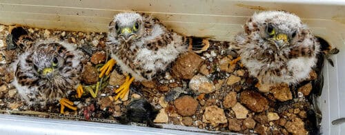 Falcons in the window. Photo: Weizmann Institute Spokesperson