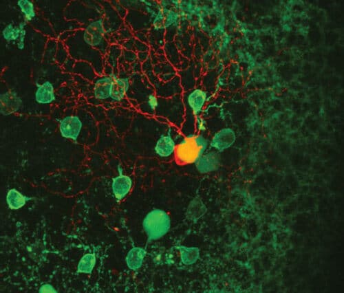 A two-photon microscope image of a direction-coding cell in a mouse retina (the cell and its dendritic tree are marked in red) and around it starburst cells (in green) which are essential for calculating the direction of movement in most of the direction-coding cells