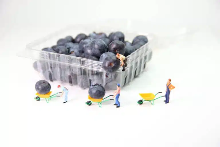 Blueberries. From jumpstory