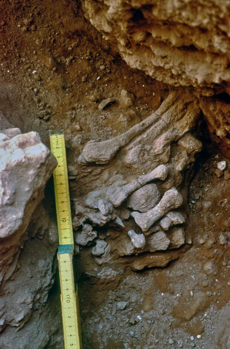 עצמות הרגל הידועות כ'עמוד 9' במערת עמוד. צילום: פרופ' אראלה חוברס, האוניברסיטה העברית.