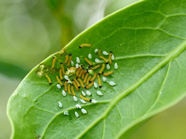 The prodania larvae hatch from the eggs. Photo: shutterstock