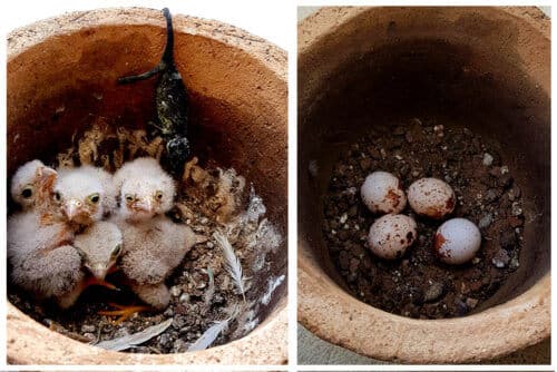 Falcons in the window. Photo: Weizmann Institute Spokesperson