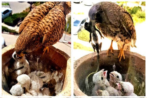 Falcons in the window. Photo: Weizmann Institute Spokesperson