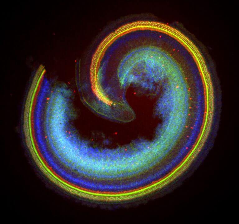 תמונה ממיקרוסקופ קונפוקלי של האוזן הפנימית. קרדיט צילום: פרופ' קרן אברהם ושחר טייבר