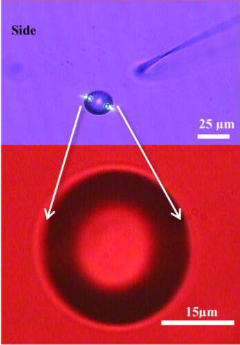 The drop in side view (the long bone on the right is the optical fiber that injects the light into the resonator); and enlargement of the drop in side view