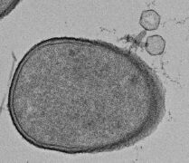 בקטריופאג' (מימין למעלה) חודר לתא חיידק (במרכז התמונה). לחיידקים מערכות חיסוניות מתוחכמות ביותר הערוכות במיוחד למלחמה בנגיפים