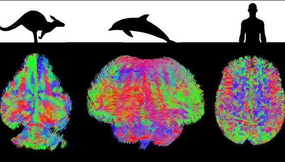 סקירת MRI של מוחות יונקים שונים