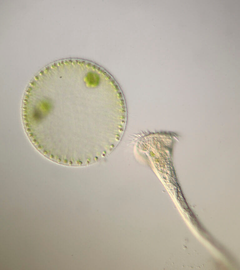Microalgae. From jumpstory