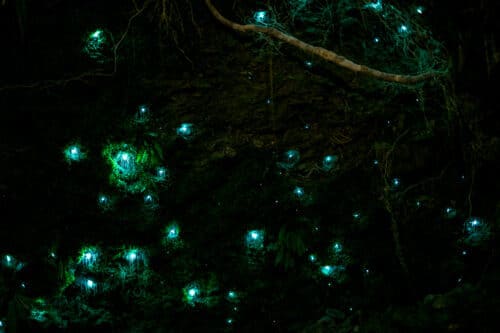 In Waitomo Cave live tiny larvae called Orchenocampa luminosa (luminous mosquitoes). Photo: Shutterstock