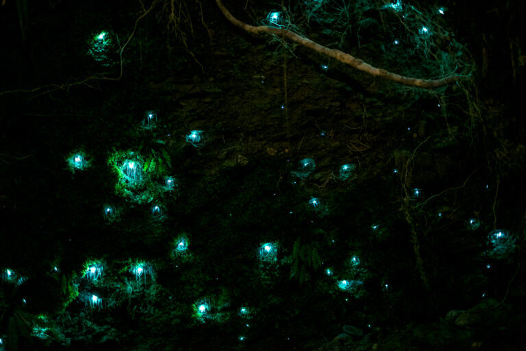 במערת וָאיטוֹמוֹ חיים זחלים זעירים בשם אָרָצְ'נוֹקַמפָּה לוּמינוֹסה (היתושים המְאירים). צילום: Shutterstock