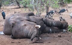 עופות דורסים עטים על גופת פיל שנהרג על ידי אריות בבוטסואנה. צילום: shutterstock