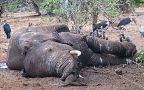 الطيور الجارحة تنقر على جثة فيل قتلته الأسود في بوتسوانا. الصورة: شترستوك