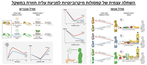 השתלה עצמית של קפסולות - התהליך. איור באדיבות אוניברסיטת בן גוריון