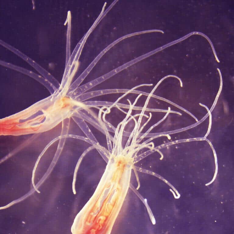 نيماتوستيلا زنبق البحر. بإذن من الجامعة العبرية.