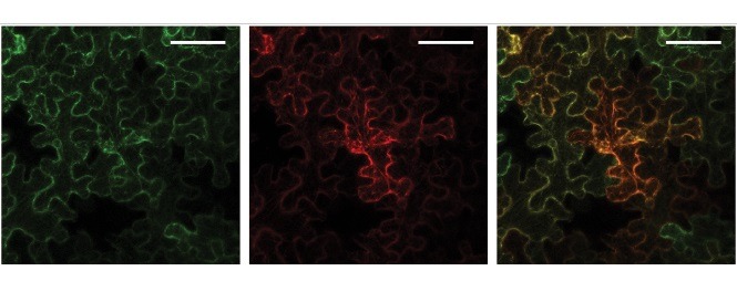 תא של Nicotiana benthamiana תחת מיקרוסקופ. משמאל: הרשתית התוך-פלזמית (מסומנת בירוק), במרכז: האנזים SOAP5 (מסומן באדום) ומימין – תמונה משולבת החושפת כי SOAP5 מצוי למרבה ההפתעה בתוך הרשתית התוך-פלזמית